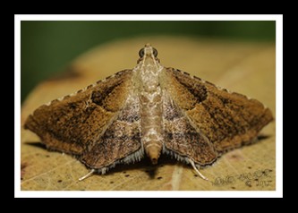 Macrofotografia